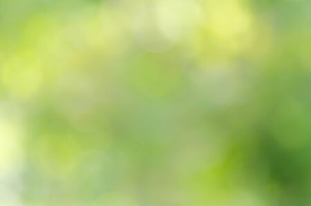 green bokeh from treeの写真素材