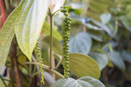 Fresh pepper grain, in the gardenの写真素材