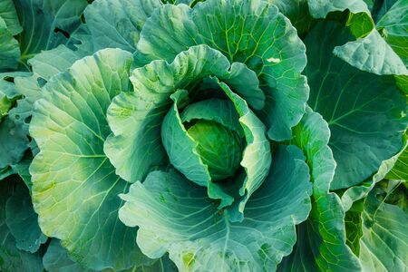 Green cabbage tree in plantingの写真素材