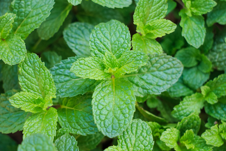 Mint green in the gardenの写真素材