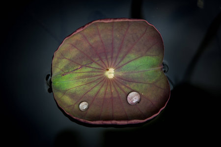 Water drop on lotus leafの写真素材