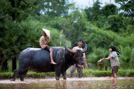 The children are funny with their father and buffalo.の写真素材
