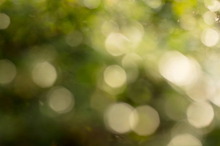 bokeh of tree and lights on black background