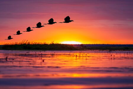 The birds are flying across the lake before the sun rises.の写真素材