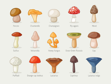 Different kinds of mushroomsのイラスト素材