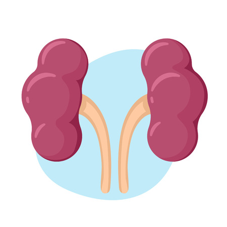 Kidney icon. Human internal organs. Vector illustration