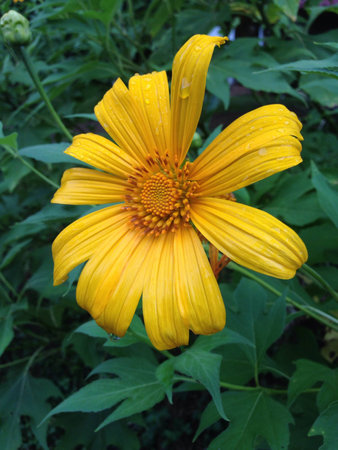 Yellow flower の素材