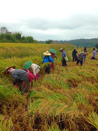 Farmers are harvesting riceの素材