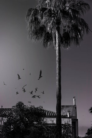 Palm treeの写真素材