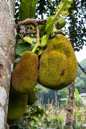 jackfruit hanging from branches of  jackfruit tree.