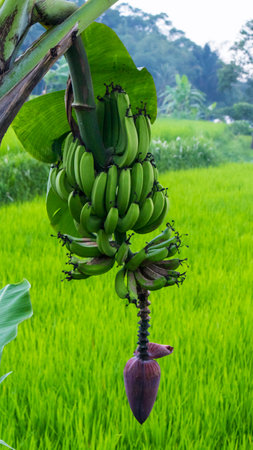 Summer green bananas with a bunch on a banana tree amid a tropical rainの写真素材