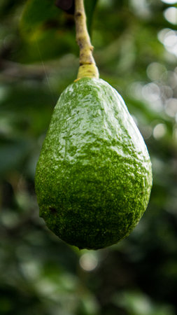 Closeup Avocados fruit hanging in the tree