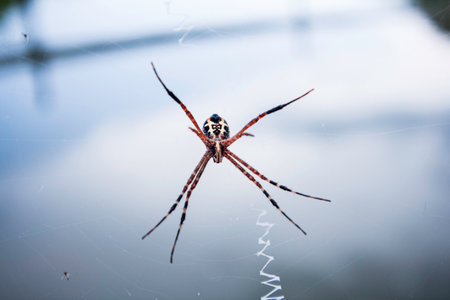 spider in the web on a blurred  background. Selective focus.