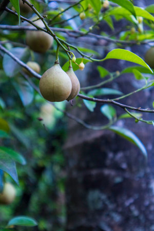 Nutmegs hanging on tree. (Myristica or Myristica fragransの写真素材