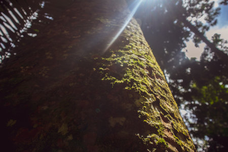 forest trees with sunlight in tropical rainforest indonesia