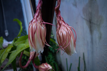 Fresh Epiphyllum anguliger or in Indonesia called Wijaya Kusumaの写真素材