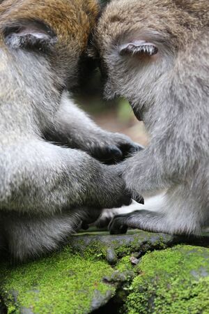 Two very loving little monkey