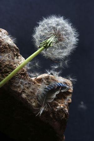 featherの写真素材