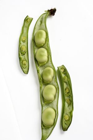 broad bean