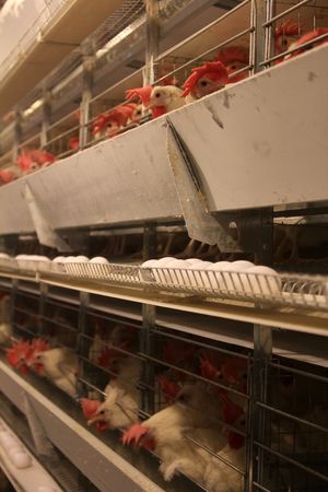 poultry farm
