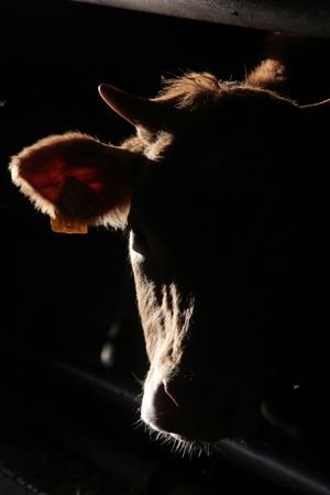 cowの写真素材