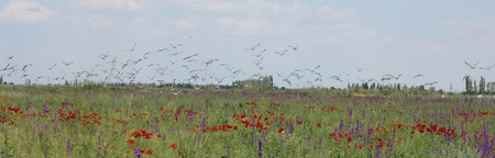 corn poppyの写真素材