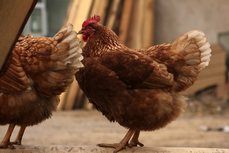 chickenの写真素材