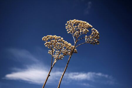 yarrowの写真素材