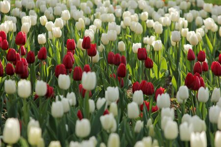Tulipの写真素材