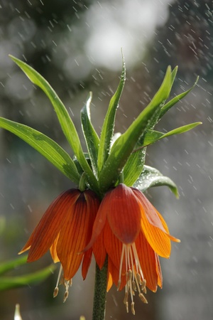 Tulipの写真素材