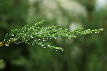 pine tree