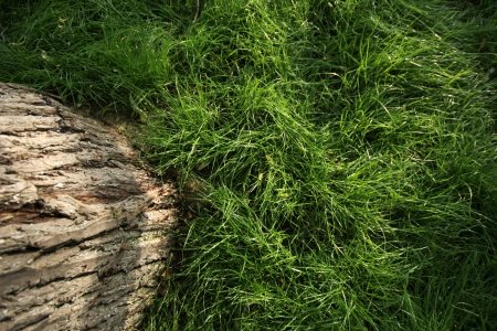 grassの写真素材