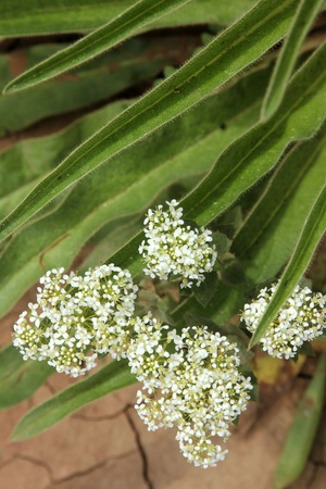 flowerの写真素材