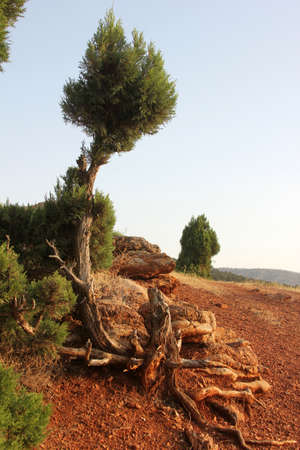 pine treeの写真素材