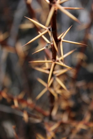 Thornの写真素材