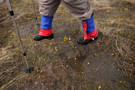 Snowdropの写真素材