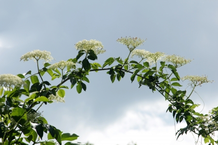 Plantの写真素材