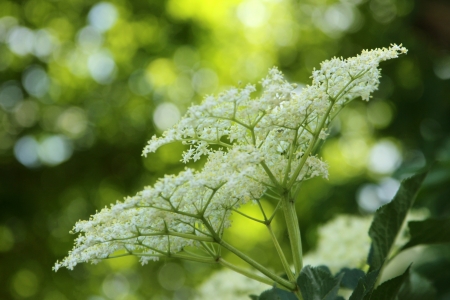 Plantの写真素材