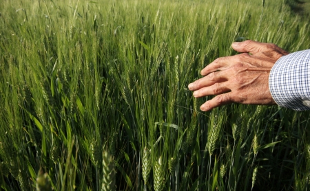 Wheat