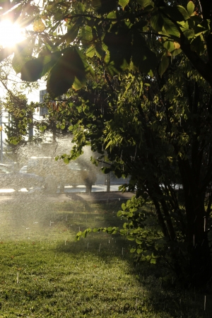 Tree in fogの写真素材