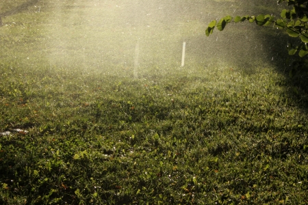 Grassの写真素材