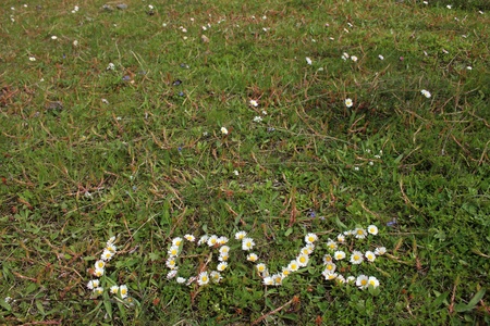 Daisyの写真素材