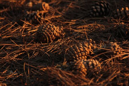 Pine cone
