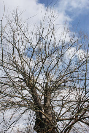 tree