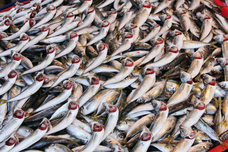Fishの写真素材