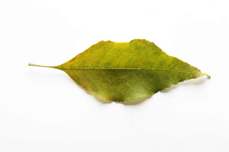 Leafの写真素材