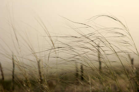 plantの写真素材