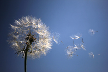 dandelionの写真素材