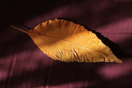leaf