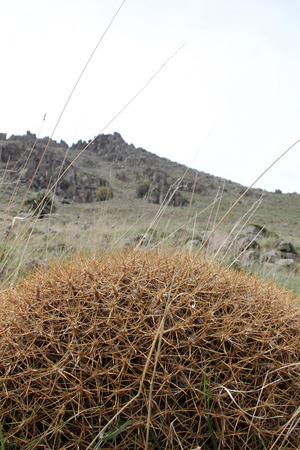 Thornの写真素材